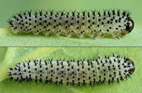 Periclista albida