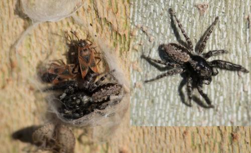 Menemerus taeniatus