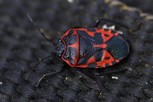 Eurydema ventralis