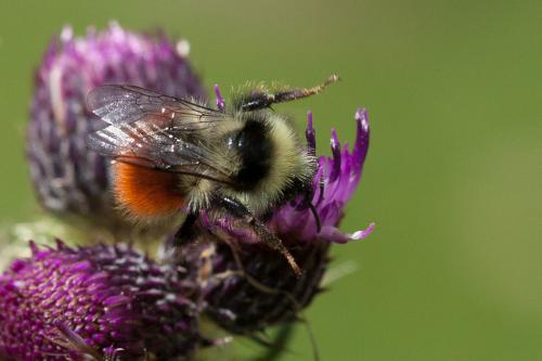 Bombus monticola