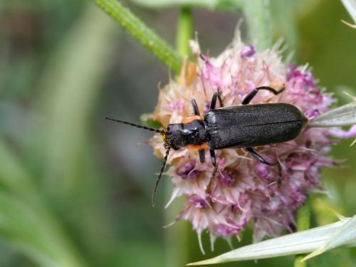 Réf. 220 258 : Cantharis sp.