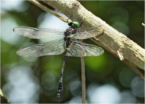 Chlorogomphus auratus