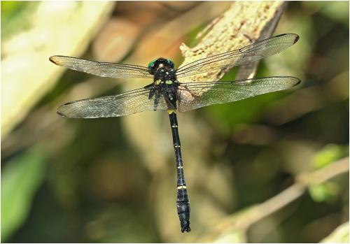 Réf. 220 510 : Chlorogomphus auratus