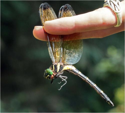 Chlorogomphus auratus