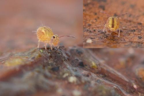 Dicyrtomina ornata