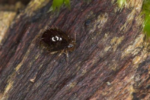 Allacma fusca