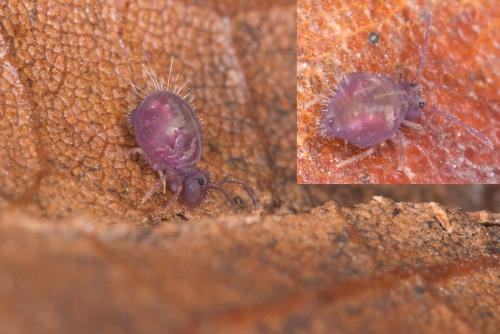 Dicyrtomina saundersi