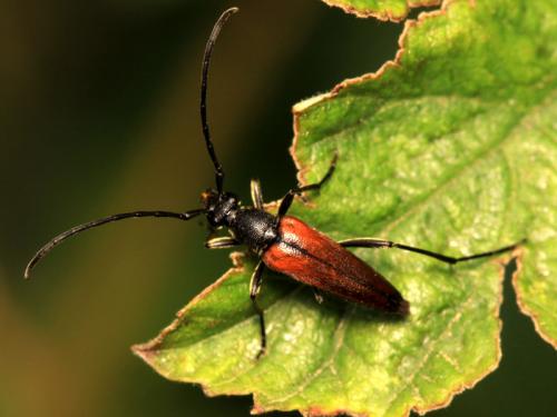 Réf. 220 834 : Stenurella melanura