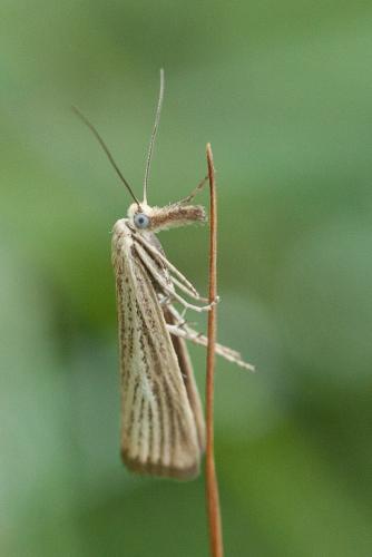 Réf. 220 177 : Agriphila straminella