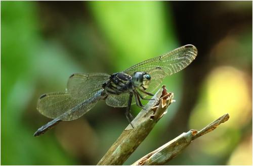 Cratilla lineata