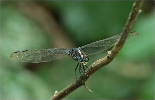 Réf. 220 504 : Cratilla lineata