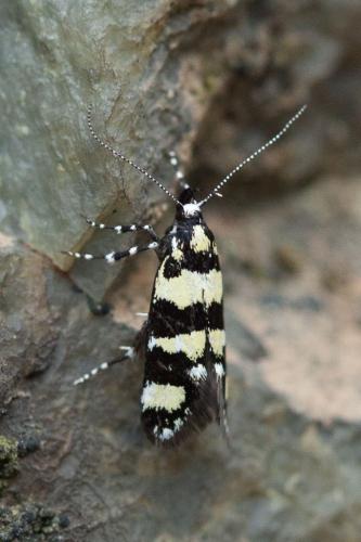 Réf. 220 178 : Denisia sp.