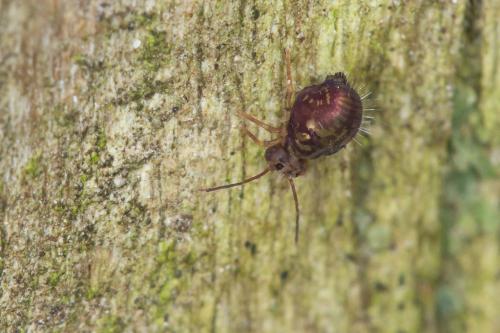 Dicyrtomina saundersi