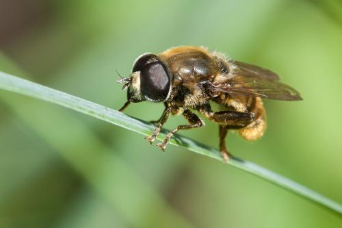 Réf. 220 442 : Merodon sp.