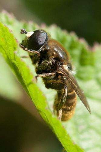 Réf. 220 443 : Merodon sp.