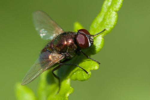 Réf. 220 877 : Pyrellia vivida
