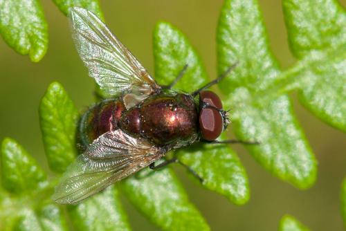 Réf. 220 876 : Pyrellia vivida
