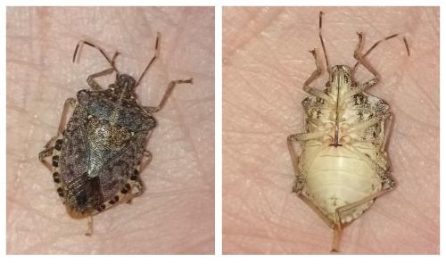 Halyomorpha halys