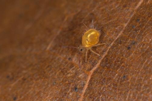 Réf. 220 853 : Dicyrtomina flavosignata