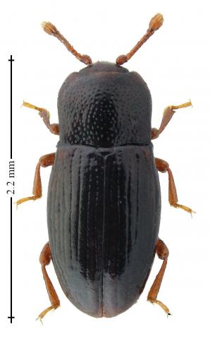 Cerylon histeroides