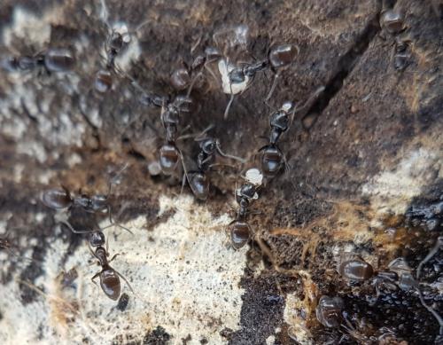 Tapinoma erraticum