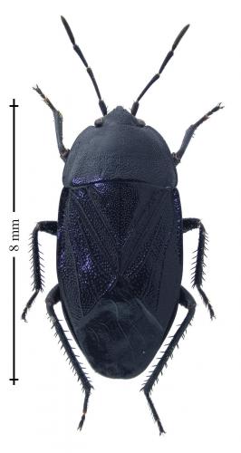 Aellopus atratus