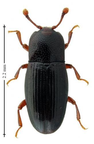 Cerylon histeroides