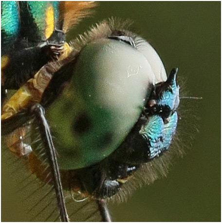 Idionyx carinata