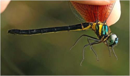 Réf. 220 845 : Idionyx carinata