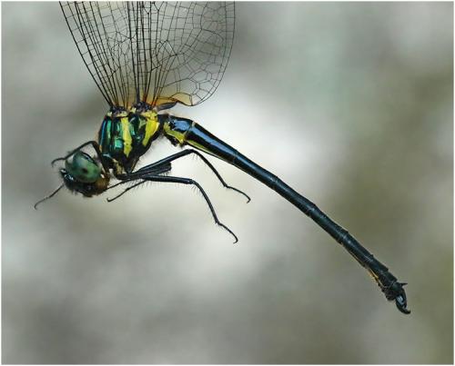 Idionyx carinata