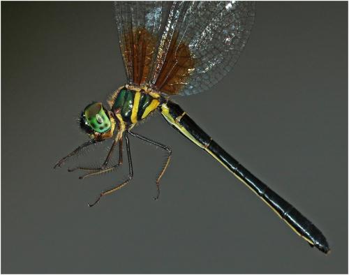 Idionyx thailandica