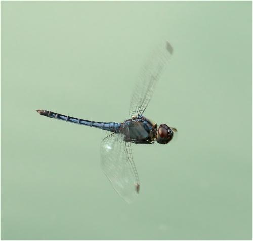 Indothemis carnatica