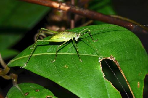 Phaneropterinae