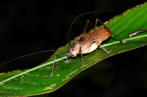 Réf. 220 283 : Tettigoniinae inconnu