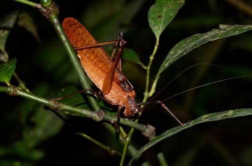 Réf. 220 284 : Tettigoniinae inconnu