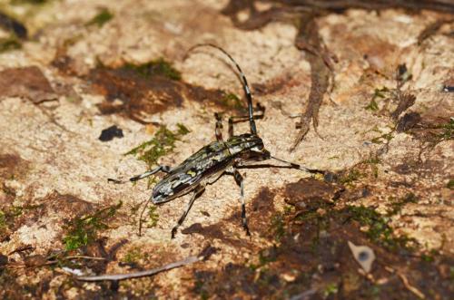 Réf. 220 441 : Macropophora trochlearis