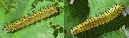Periclista lineolata