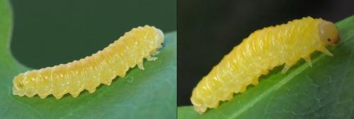 Réf. 220 707 : Periclista lineolata