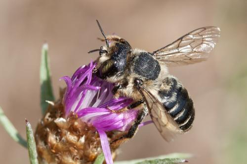 Réf. 220 752 : Lithurgus cornutus