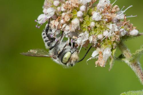 Réf. 220 756 : Megachile sp.