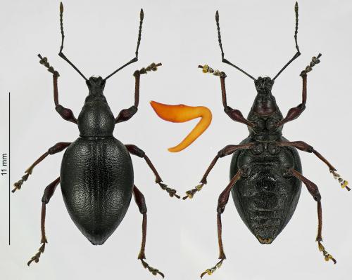 Réf. 220 261 : Otiorhynchus tenebricosus
