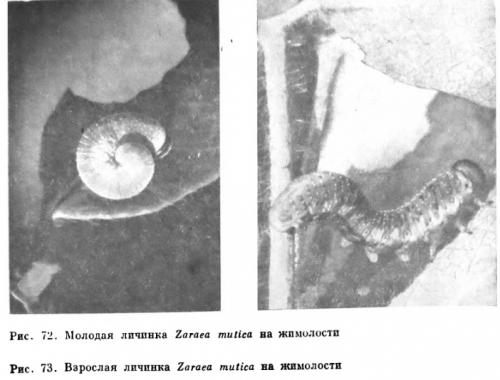 Abia mutica