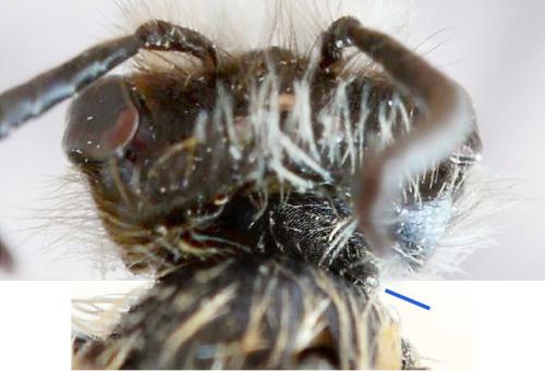Andrena ventralis