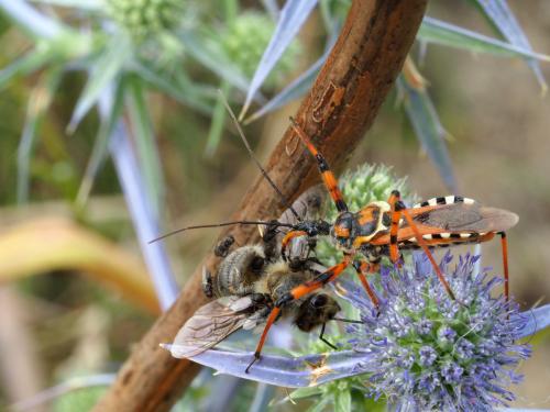 Réf. 220 168 : Rhynocoris punctiventris