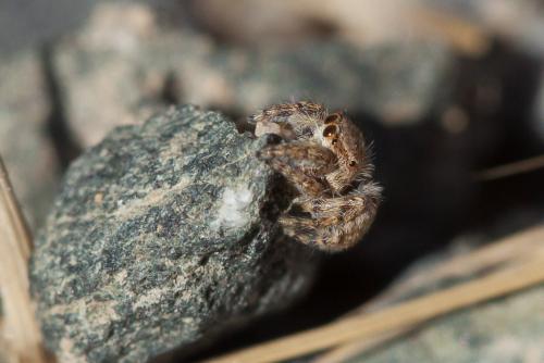 Réf. 220 793 : Neaetha membrosa