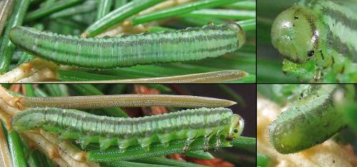 Réf. 220 911 : Euura scutellata