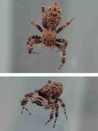 Portia sp.