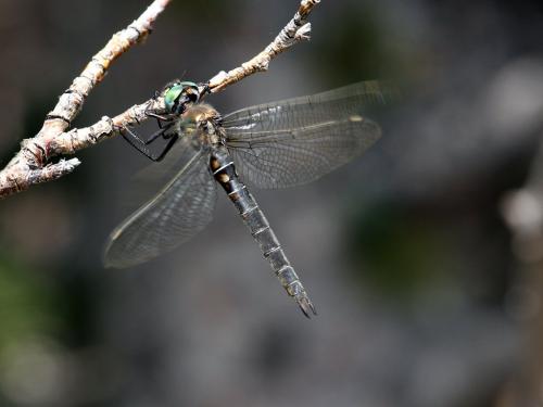 Réf. 220 672 : Somatochlora hudsonica