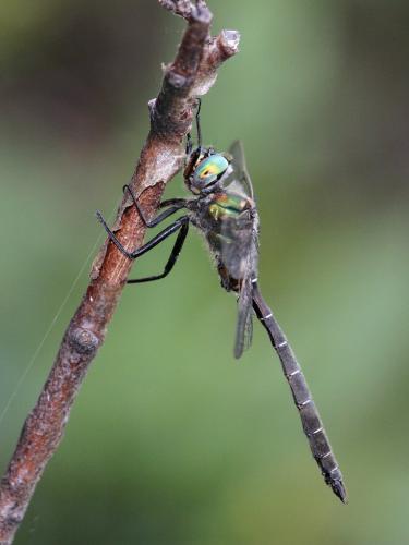 Somatochlora hudsonica