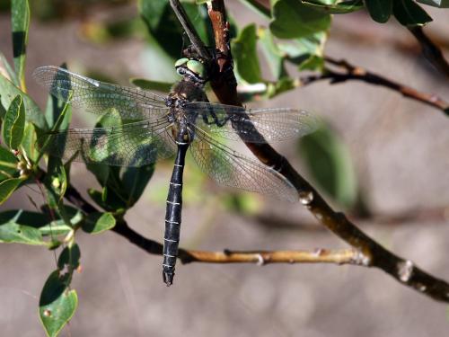 Somatochlora hudsonica